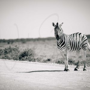 Namibia – ein Zebra heißt uns Willkommen