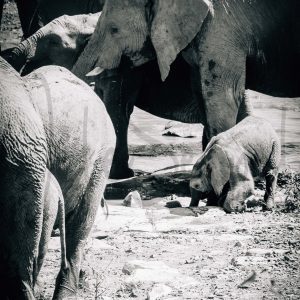 Namibia – Babyelefant
